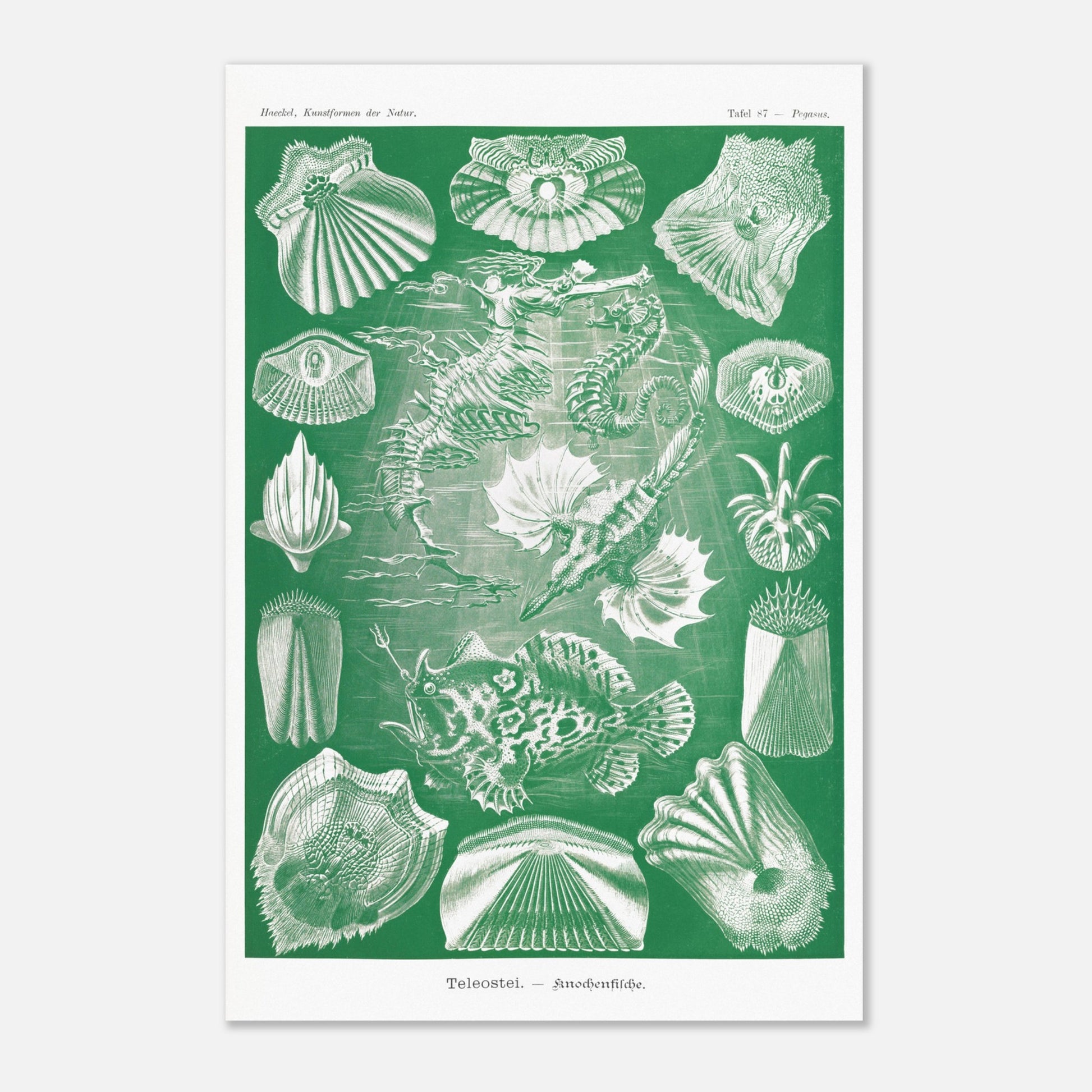 Illustration ancienne Poissons osseux par Ernst Haeckel (40x60 cm). Lithographie naturaliste d'Ernst Haeckel de poissons osseux et d'animaux marins, dont des hippocampes et des poissons, le tout dans des tons verts et blancs.
