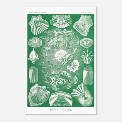 Illustration ancienne Poissons osseux par Ernst Haeckel (40x60 cm). Lithographie naturaliste d'Ernst Haeckel de poissons osseux et d'animaux marins, dont des hippocampes et des poissons, le tout dans des tons verts et blancs.