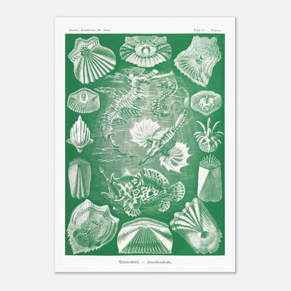 Illustration ancienne Poissons osseux par Ernst Haeckel (42x59,4 cm (A2)). Lithographie naturaliste d'Ernst Haeckel de poissons osseux et d'animaux marins, dont des hippocampes et des poissons, le tout dans des tons verts et blancs.