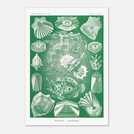 Illustration ancienne Poissons osseux par Ernst Haeckel (42x59,4 cm (A2)). Lithographie naturaliste d'Ernst Haeckel de poissons osseux et d'animaux marins, dont des hippocampes et des poissons, le tout dans des tons verts et blancs.