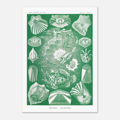 Illustration ancienne Poissons osseux par Ernst Haeckel (50x70 cm). Lithographie naturaliste d'Ernst Haeckel de poissons osseux et d'animaux marins, dont des hippocampes et des poissons, le tout dans des tons verts et blancs.