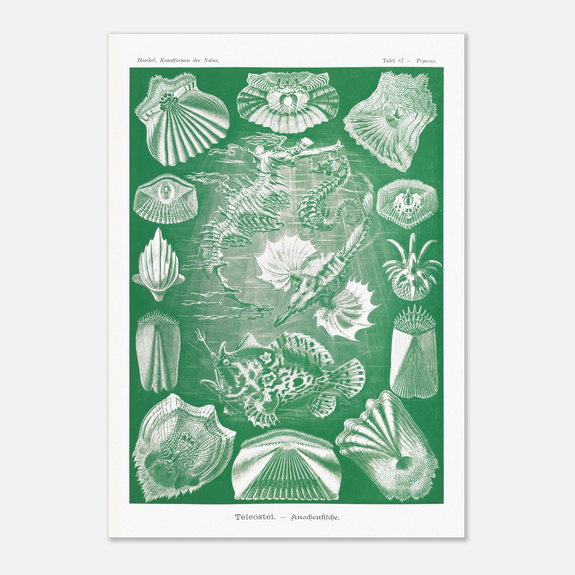 Illustration ancienne Poissons osseux par Ernst Haeckel (59,4x84,1 cm (A1)). Lithographie naturaliste d'Ernst Haeckel de poissons osseux et d'animaux marins, dont des hippocampes et des poissons, le tout dans des tons verts et blancs.