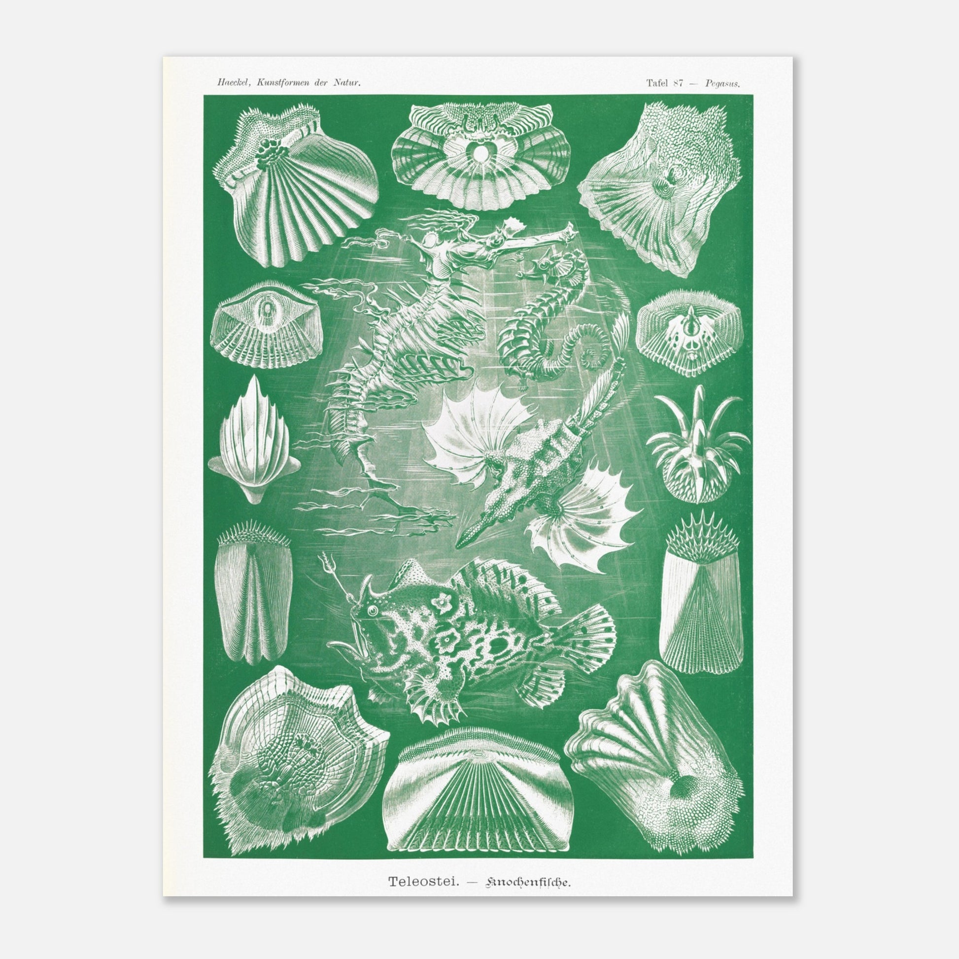 Illustration ancienne Poissons osseux par Ernst Haeckel (60x80 cm). Lithographie naturaliste d'Ernst Haeckel de poissons osseux et d'animaux marins, dont des hippocampes et des poissons, le tout dans des tons verts et blancs.