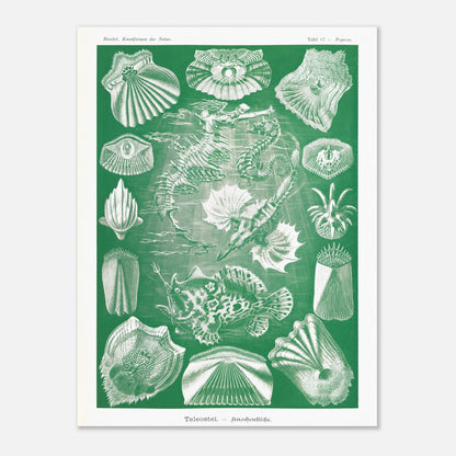 Illustration ancienne Poissons osseux par Ernst Haeckel (60x80 cm). Lithographie naturaliste d'Ernst Haeckel de poissons osseux et d'animaux marins, dont des hippocampes et des poissons, le tout dans des tons verts et blancs.