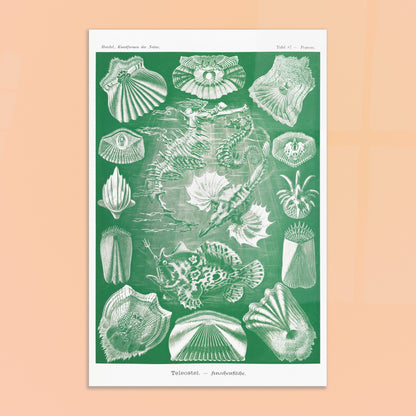 Illustration ancienne Poissons osseux par Ernst Haeckel. Lithographie naturaliste d'Ernst Haeckel de poissons osseux et d'animaux marins, dont des hippocampes et des poissons, le tout dans des tons verts et blancs. Image d'illustration 8