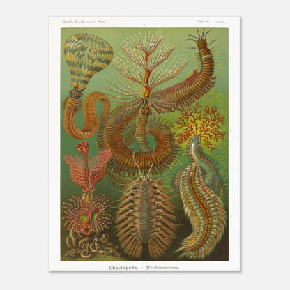 Planche de polychètes par Ernst Haeckel - Kunstformen der Natur (30x40 cm). Planche d'illustrations scientifiques d'Ernst Haeckel montrant plusieurs espèces de polychètes dans un environnement verdâtre.