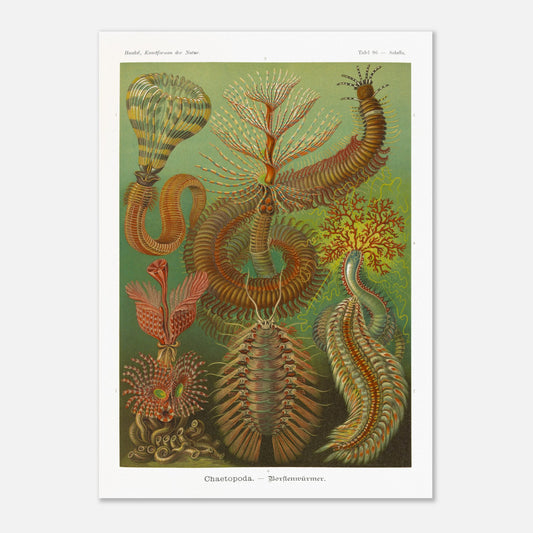 Planche de polychètes par Ernst Haeckel - Kunstformen der Natur (50x70 cm). Planche d'illustrations scientifiques d'Ernst Haeckel montrant plusieurs espèces de polychètes dans un environnement verdâtre.