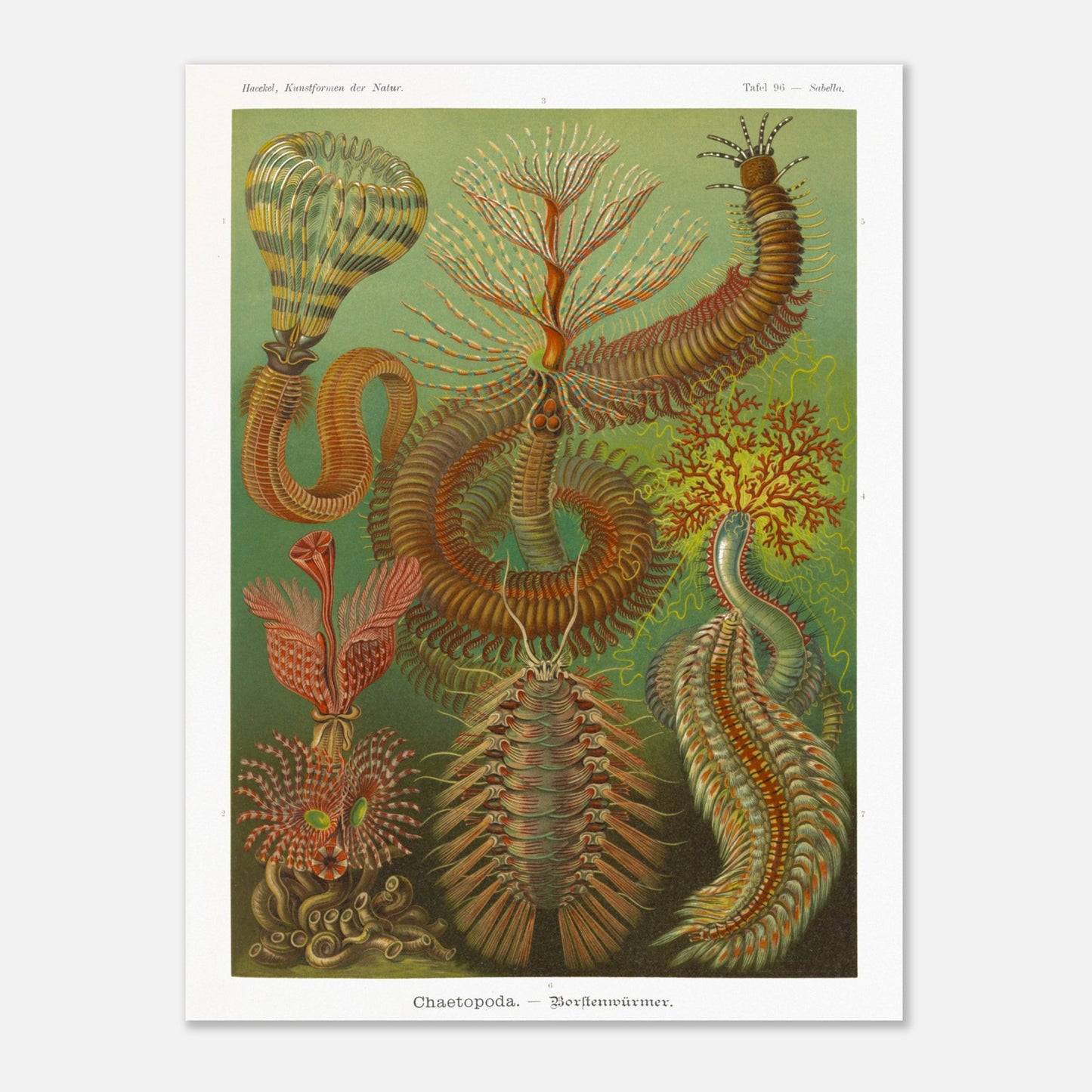 Planche de polychètes par Ernst Haeckel - Kunstformen der Natur (60x80 cm). Planche d'illustrations scientifiques d'Ernst Haeckel montrant plusieurs espèces de polychètes dans un environnement verdâtre.