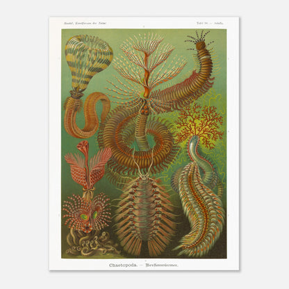 Planche de polychètes par Ernst Haeckel - Kunstformen der Natur (60x80 cm). Planche d'illustrations scientifiques d'Ernst Haeckel montrant plusieurs espèces de polychètes dans un environnement verdâtre.