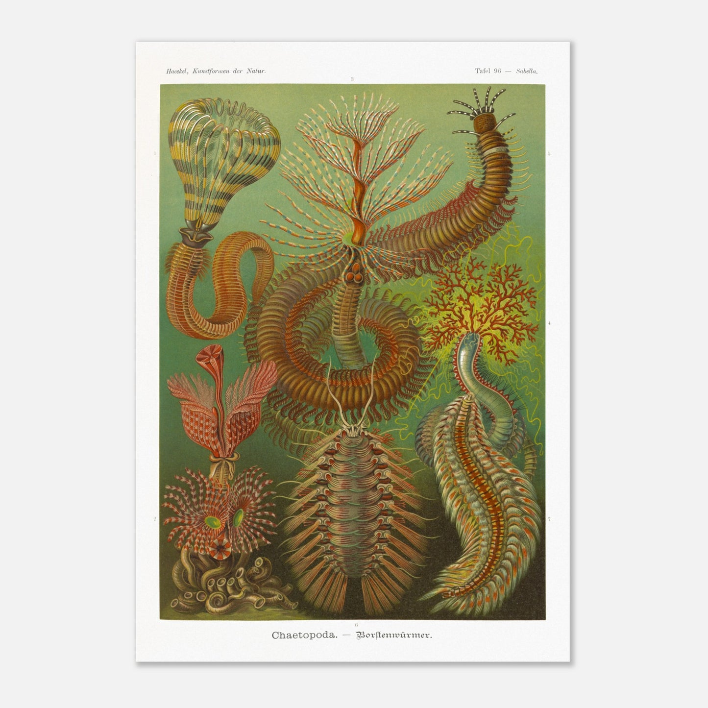 Planche de polychètes par Ernst Haeckel - Kunstformen der Natur (70x100 cm). Planche d'illustrations scientifiques d'Ernst Haeckel montrant plusieurs espèces de polychètes dans un environnement verdâtre.