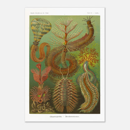 Planche de polychètes par Ernst Haeckel - Kunstformen der Natur (70x100 cm). Planche d'illustrations scientifiques d'Ernst Haeckel montrant plusieurs espèces de polychètes dans un environnement verdâtre.