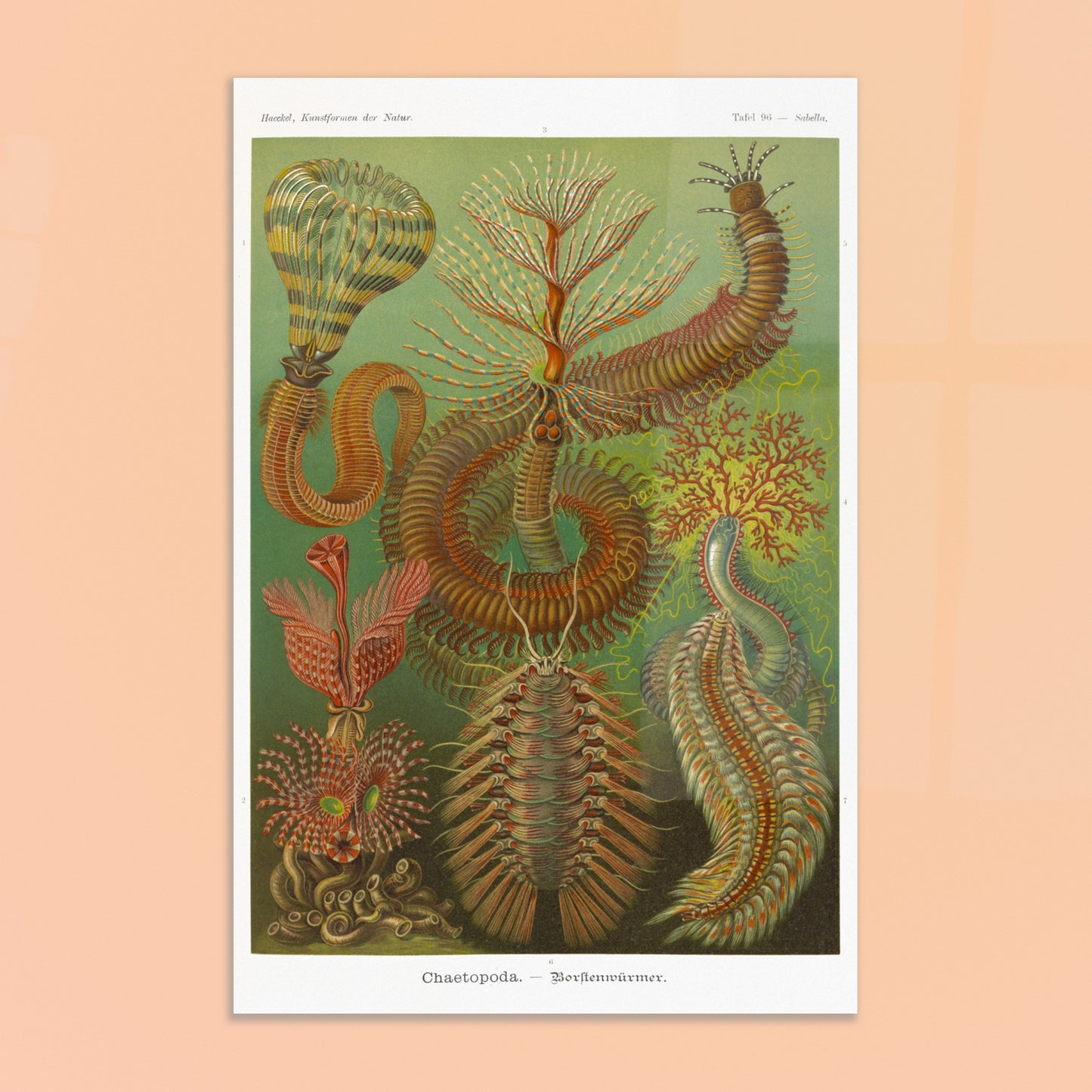 Planche de polychètes par Ernst Haeckel - Kunstformen der Natur. Planche d'illustrations scientifiques d'Ernst Haeckel montrant plusieurs espèces de polychètes dans un environnement verdâtre. Image d'illustration 8