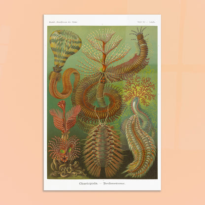 Planche de polychètes par Ernst Haeckel - Kunstformen der Natur. Planche d'illustrations scientifiques d'Ernst Haeckel montrant plusieurs espèces de polychètes dans un environnement verdâtre. Image d'illustration 8