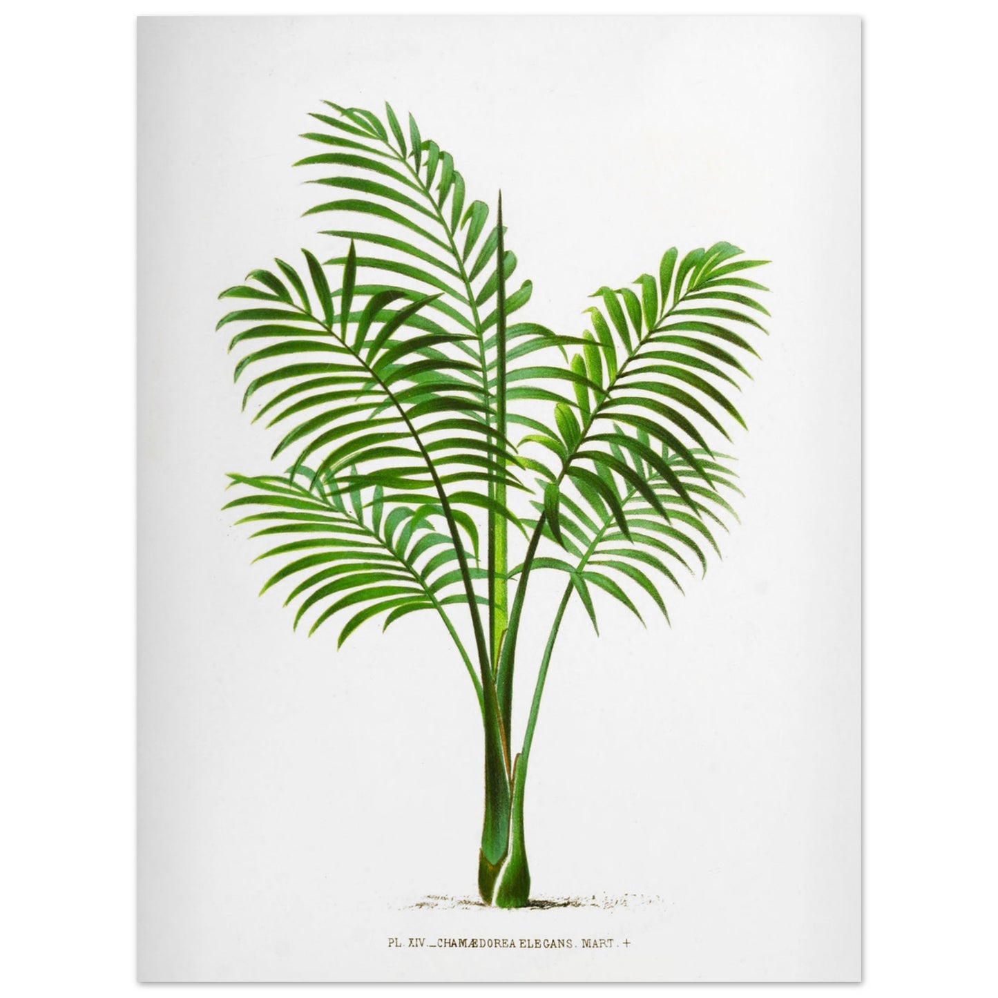 Illustration naturaliste ancienne du Chamaedorea Elegans (30x40 cm). Illustration botanique du Chamaedorea Elegans, un palmier élégant aux feuilles vertes pennées, au tronc fin et aux frondes retombantes.