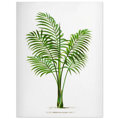 Illustration naturaliste ancienne du Chamaedorea Elegans (30x40 cm). Illustration botanique du Chamaedorea Elegans, un palmier élégant aux feuilles vertes pennées, au tronc fin et aux frondes retombantes.