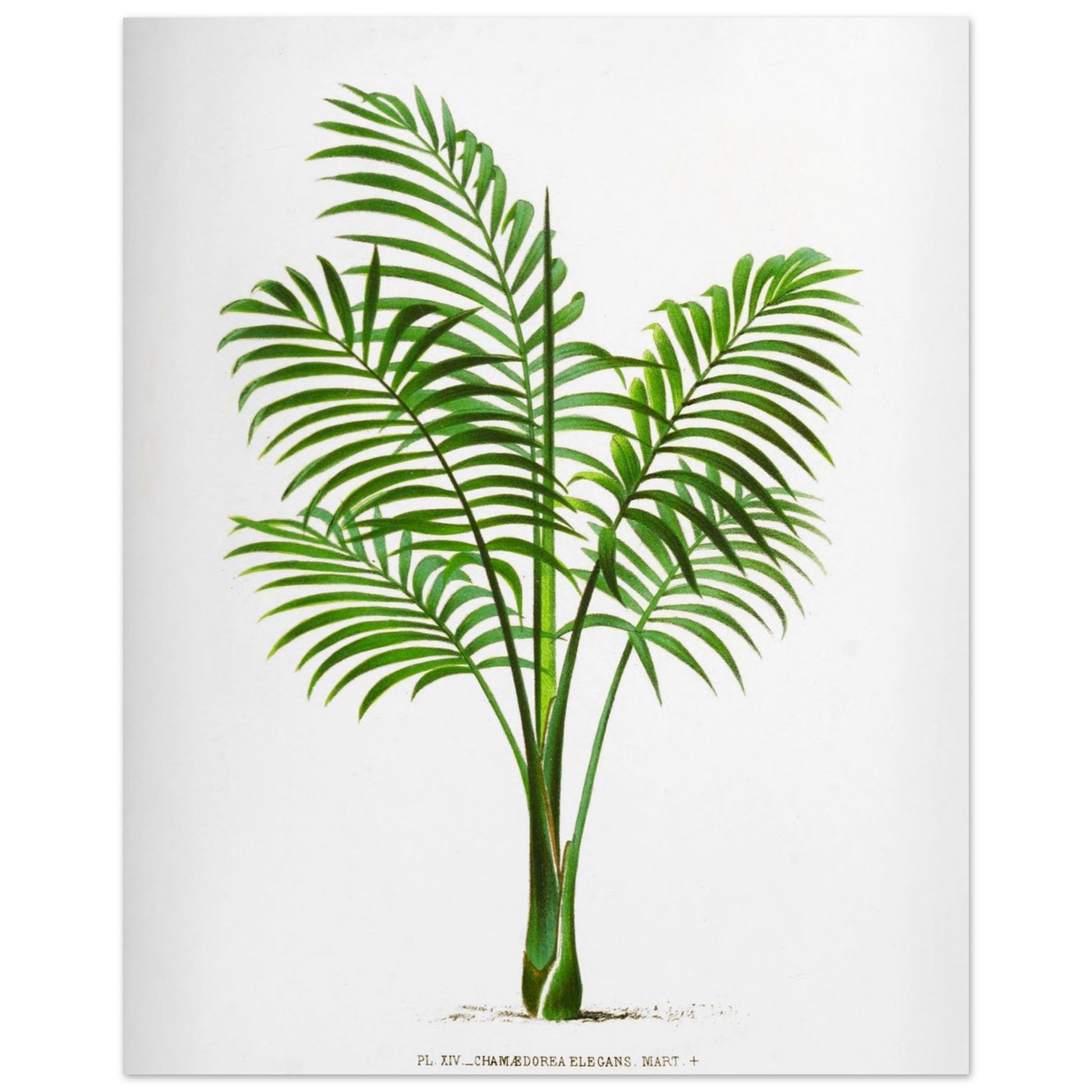 Illustration naturaliste ancienne du Chamaedorea Elegans (40x50 cm). Illustration botanique du Chamaedorea Elegans, un palmier élégant aux feuilles vertes pennées, au tronc fin et aux frondes retombantes.