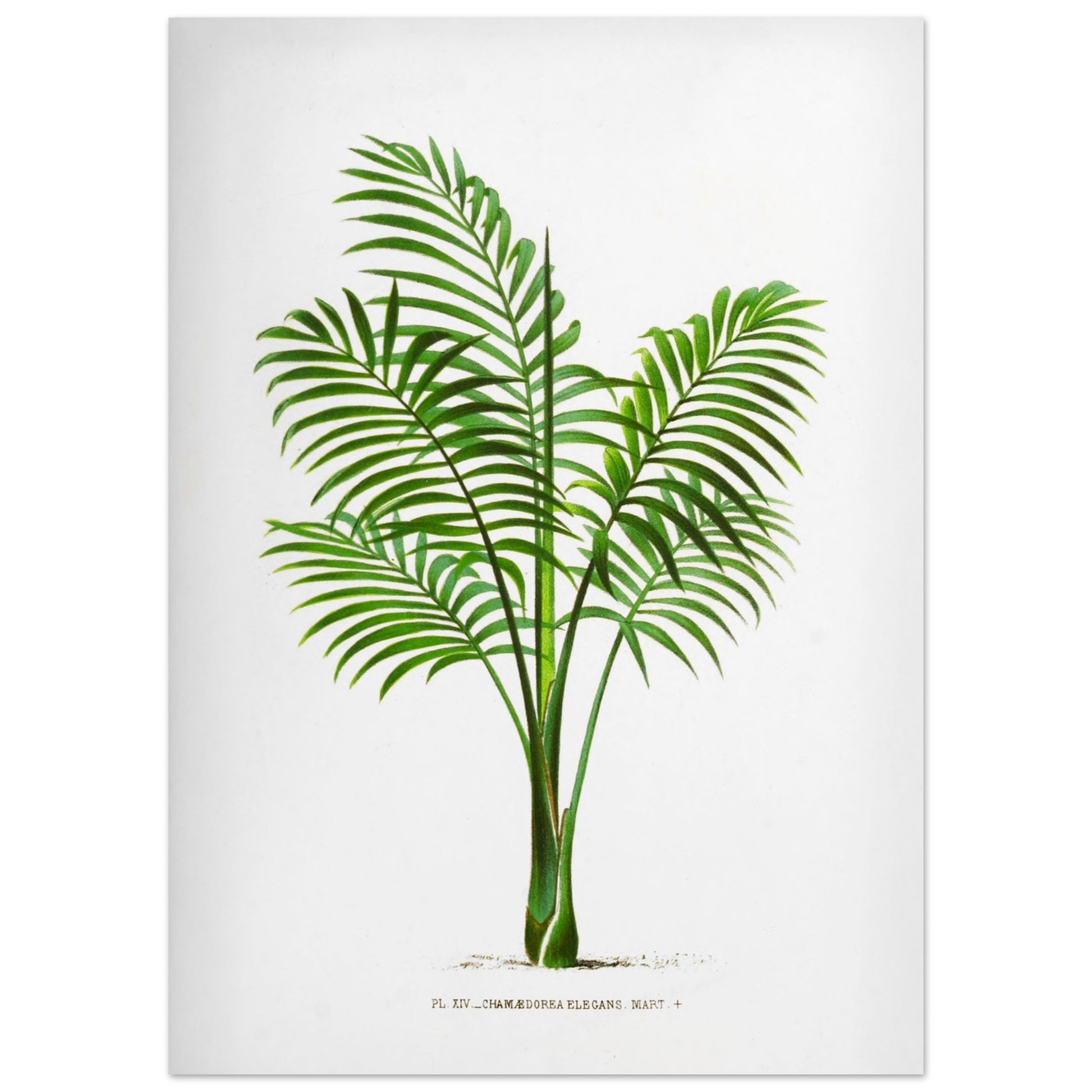 Illustration naturaliste ancienne du Chamaedorea Elegans (50x70 cm). Illustration botanique du Chamaedorea Elegans, un palmier élégant aux feuilles vertes pennées, au tronc fin et aux frondes retombantes.