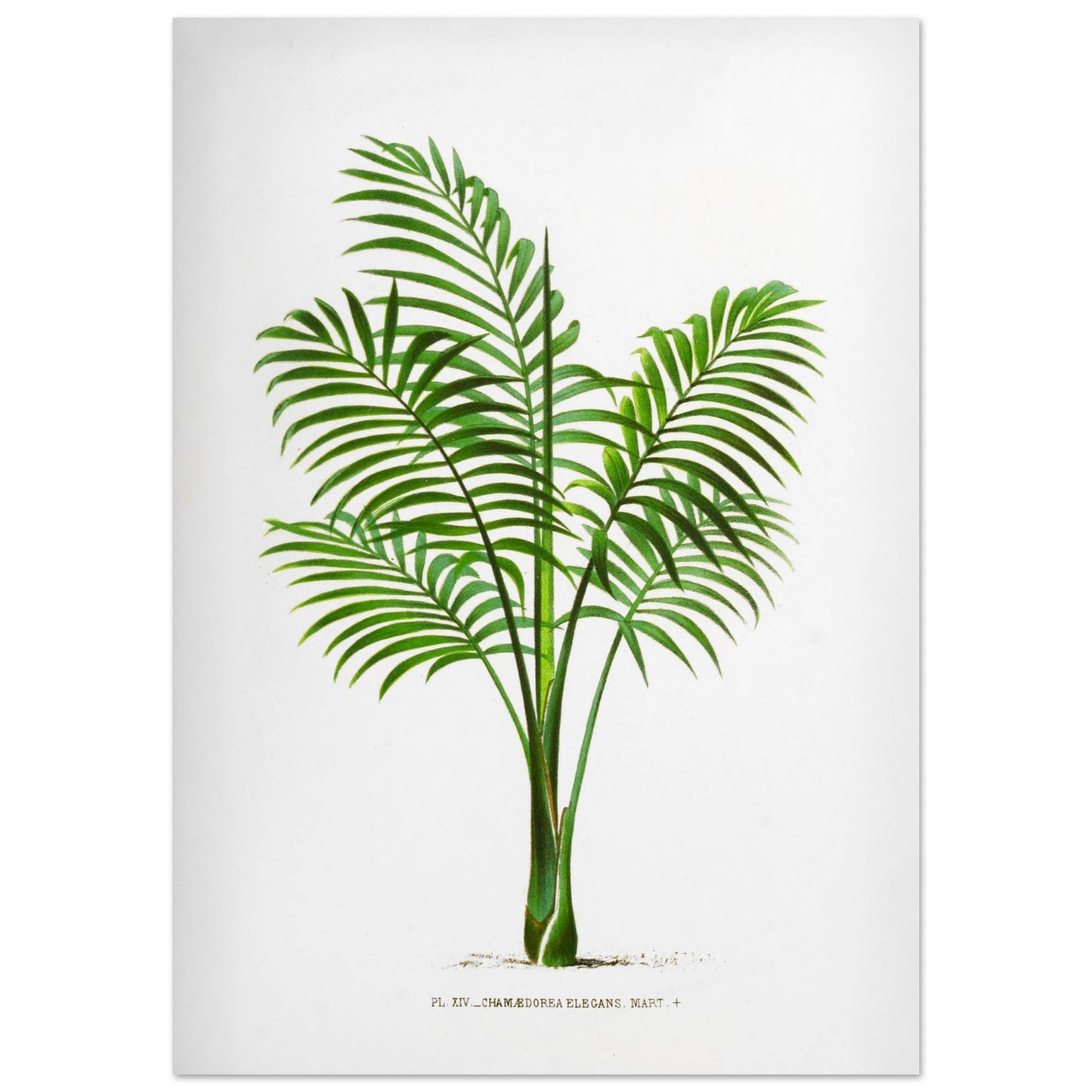 Illustration naturaliste ancienne du Chamaedorea Elegans (59,4x84,1 cm (A1)). Illustration botanique du Chamaedorea Elegans, un palmier élégant aux feuilles vertes pennées, au tronc fin et aux frondes retombantes.