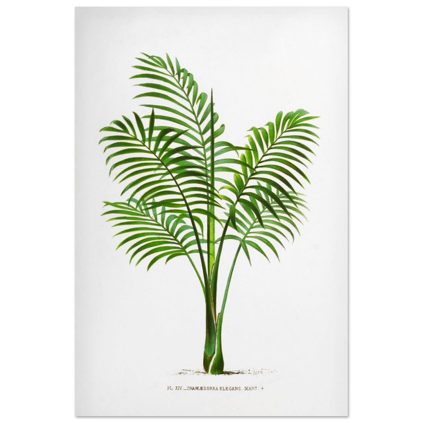 Illustration naturaliste ancienne du Chamaedorea Elegans (60x90 cm). Illustration botanique du Chamaedorea Elegans, un palmier élégant aux feuilles vertes pennées, au tronc fin et aux frondes retombantes.