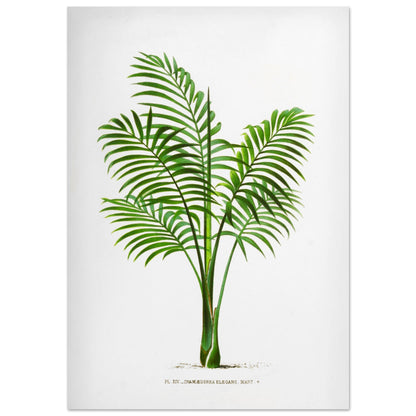 Illustration naturaliste ancienne du Chamaedorea Elegans (70x100 cm). Illustration botanique du Chamaedorea Elegans, un palmier élégant aux feuilles vertes pennées, au tronc fin et aux frondes retombantes.