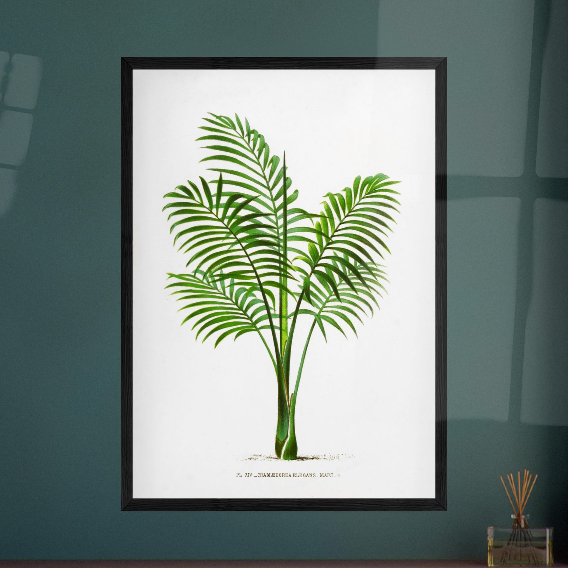 Illustration naturaliste ancienne du Chamaedorea Elegans. Illustration botanique du Chamaedorea Elegans, un palmier élégant aux feuilles vertes pennées, au tronc fin et aux frondes retombantes. Image d'illustration 8