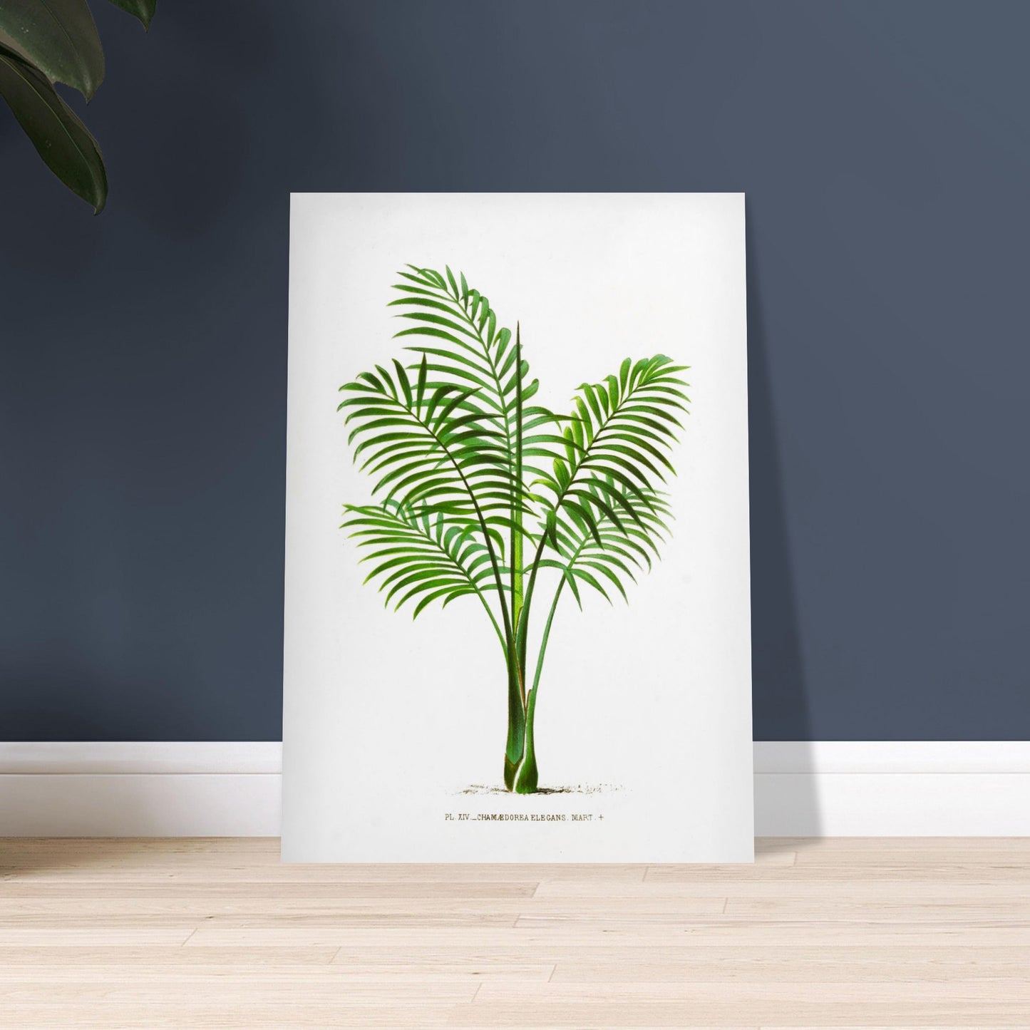 Illustration naturaliste ancienne du Chamaedorea Elegans. Illustration botanique du Chamaedorea Elegans, un palmier élégant aux feuilles vertes pennées, au tronc fin et aux frondes retombantes. Image d'illustration 9