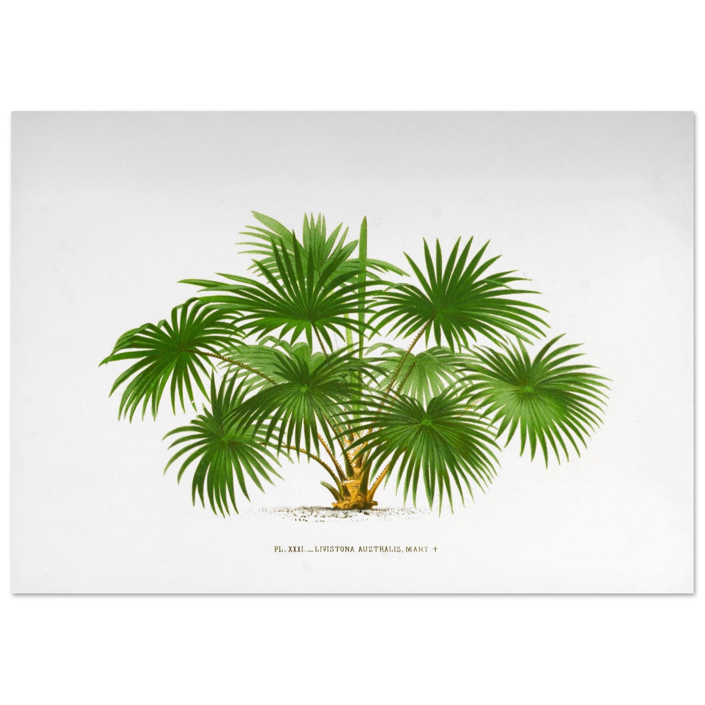 Planche botanique ancienne du palmier Livistona Australis (29,7x42 cm (A3)). Illustration botanique ancienne de la plante Livistona Australis, montrant ses feuilles vertes en éventail et son tronc. La plante est représentée sur un fond blanc uni, avec un texte descriptif sous l'illustration.