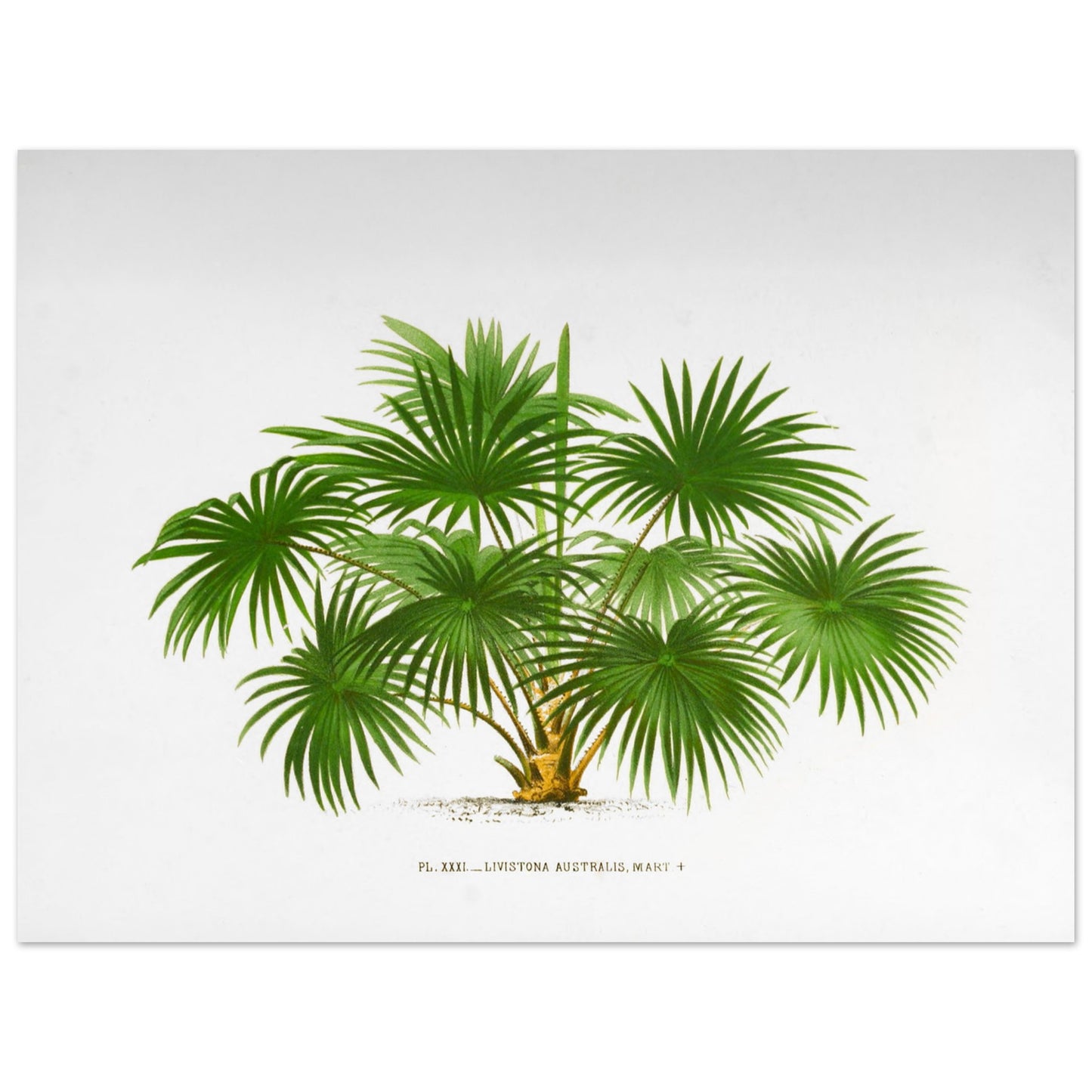 Planche botanique ancienne du palmier Livistona Australis (30x40 cm). Illustration botanique ancienne de la plante Livistona Australis, montrant ses feuilles vertes en éventail et son tronc. La plante est représentée sur un fond blanc uni, avec un texte descriptif sous l'illustration.