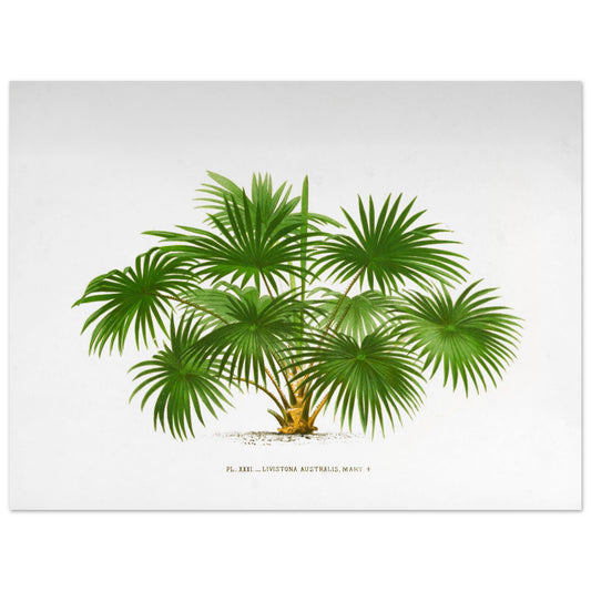 Planche botanique ancienne du palmier Livistona Australis (30x40 cm). Illustration botanique ancienne de la plante Livistona Australis, montrant ses feuilles vertes en éventail et son tronc. La plante est représentée sur un fond blanc uni, avec un texte descriptif sous l'illustration.