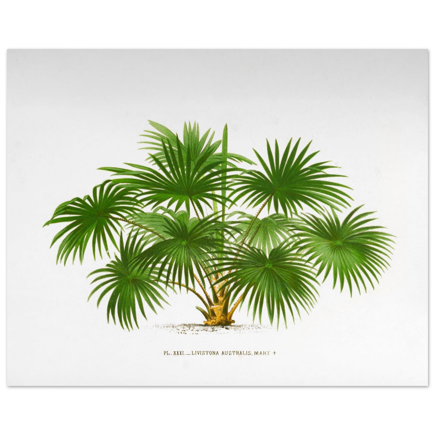 Planche botanique ancienne du palmier Livistona Australis (40x50 cm). Illustration botanique ancienne de la plante Livistona Australis, montrant ses feuilles vertes en éventail et son tronc. La plante est représentée sur un fond blanc uni, avec un texte descriptif sous l'illustration.
