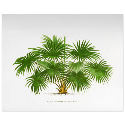 Planche botanique ancienne du palmier Livistona Australis (40x50 cm). Illustration botanique ancienne de la plante Livistona Australis, montrant ses feuilles vertes en éventail et son tronc. La plante est représentée sur un fond blanc uni, avec un texte descriptif sous l'illustration.