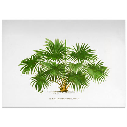 Planche botanique ancienne du palmier Livistona Australis (50x70 cm). Illustration botanique ancienne de la plante Livistona Australis, montrant ses feuilles vertes en éventail et son tronc. La plante est représentée sur un fond blanc uni, avec un texte descriptif sous l'illustration.