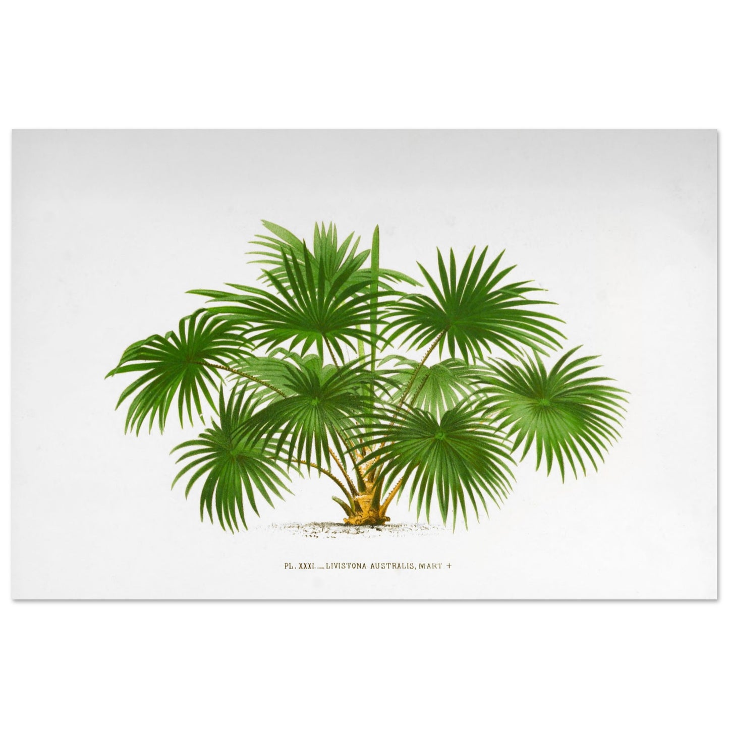 Planche botanique ancienne du palmier Livistona Australis (60x90 cm). Illustration botanique ancienne de la plante Livistona Australis, montrant ses feuilles vertes en éventail et son tronc. La plante est représentée sur un fond blanc uni, avec un texte descriptif sous l'illustration.