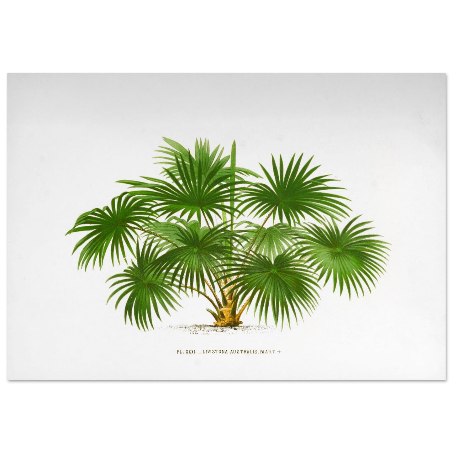 Planche botanique ancienne du palmier Livistona Australis (70x100 cm). Illustration botanique ancienne de la plante Livistona Australis, montrant ses feuilles vertes en éventail et son tronc. La plante est représentée sur un fond blanc uni, avec un texte descriptif sous l'illustration.