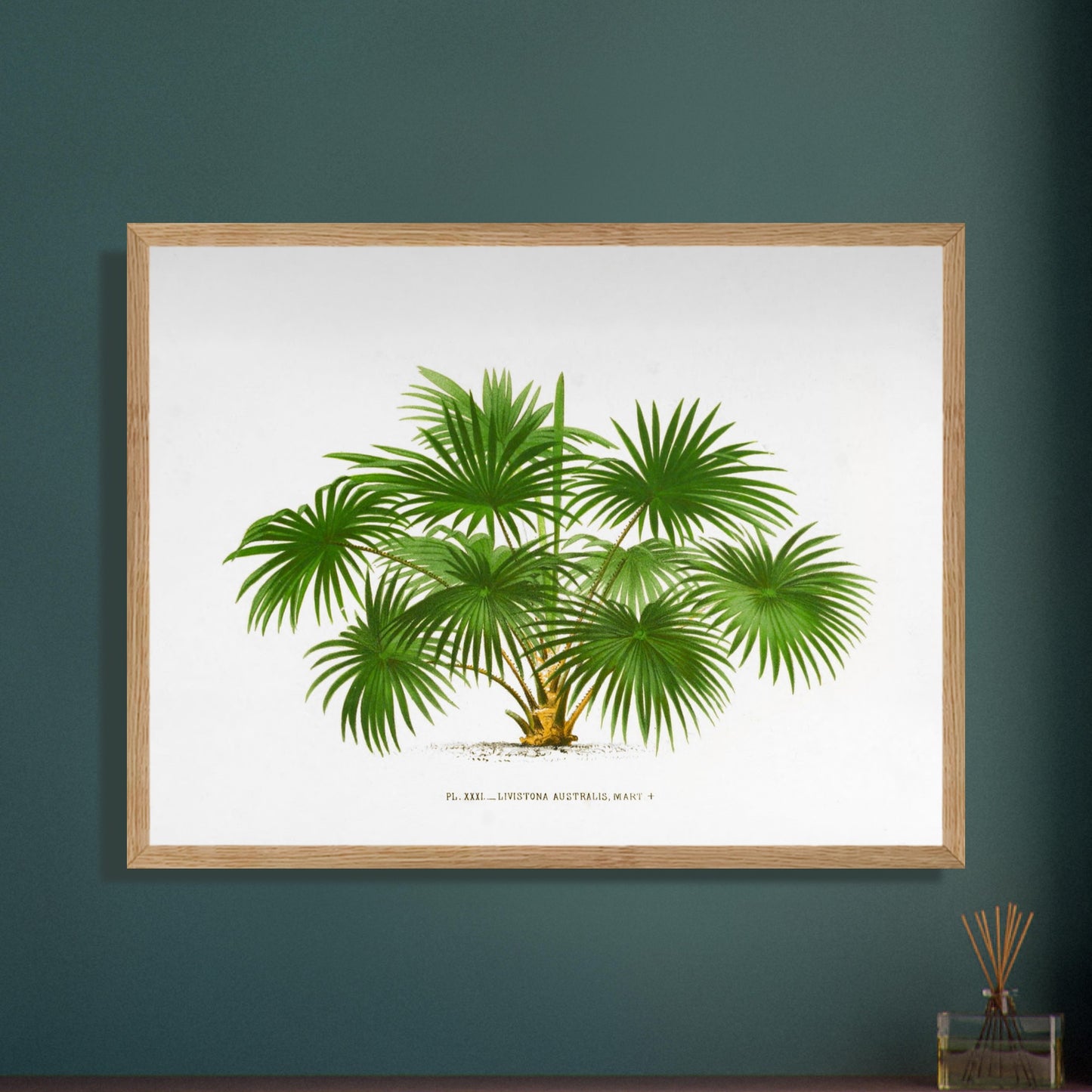 Planche botanique ancienne du palmier Livistona Australis. Illustration botanique ancienne de la plante Livistona Australis, montrant ses feuilles vertes en éventail et son tronc. La plante est représentée sur un fond blanc uni, avec un texte descriptif sous l'illustration. Image d'illustration 8