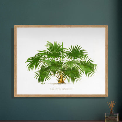 Planche botanique ancienne du palmier Livistona Australis. Illustration botanique ancienne de la plante Livistona Australis, montrant ses feuilles vertes en éventail et son tronc. La plante est représentée sur un fond blanc uni, avec un texte descriptif sous l'illustration. Image d'illustration 8