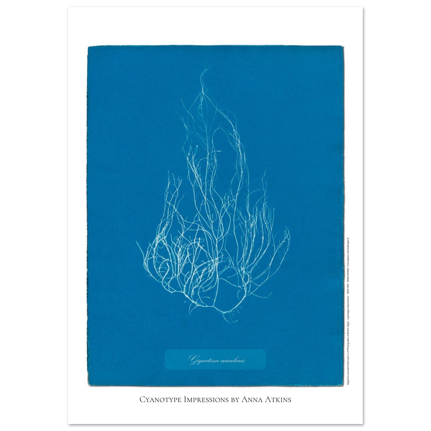 Illustration de l'algue Gigartina acicularis par Anna Atkins (21x29,7 cm (A4)). Reproduction cyanotype d'algue du genre Gigartina acicularis par Anna Atkins, illustration botanique vintage sur fond bleu.