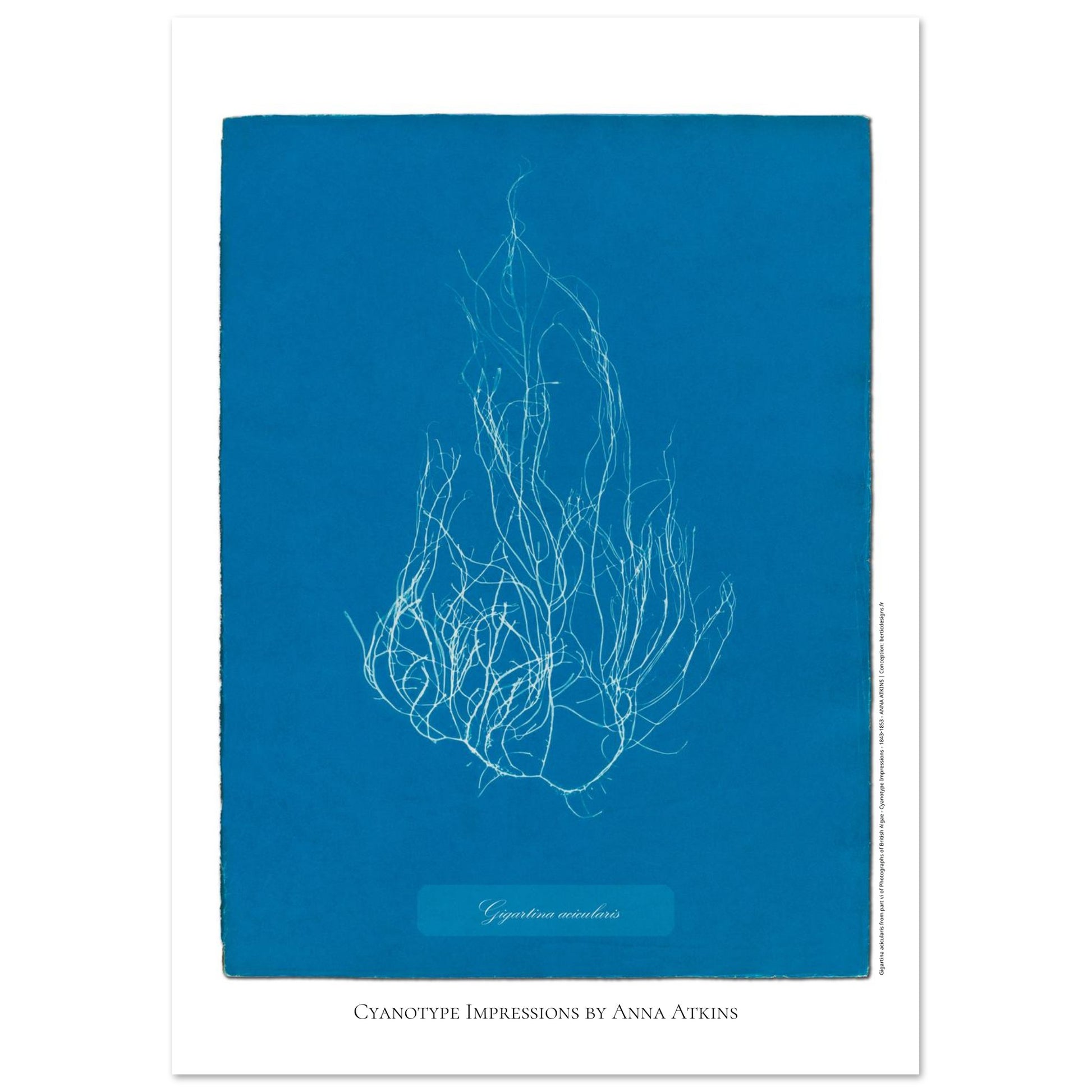 Illustration de l'algue Gigartina acicularis par Anna Atkins (21x29,7 cm (A4)). Reproduction cyanotype d'algue du genre Gigartina acicularis par Anna Atkins, illustration botanique vintage sur fond bleu.