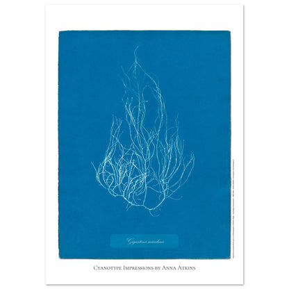 Illustration de l'algue Gigartina acicularis par Anna Atkins (21x29,7 cm (A4)). Reproduction cyanotype d'algue du genre Gigartina acicularis par Anna Atkins, illustration botanique vintage sur fond bleu.