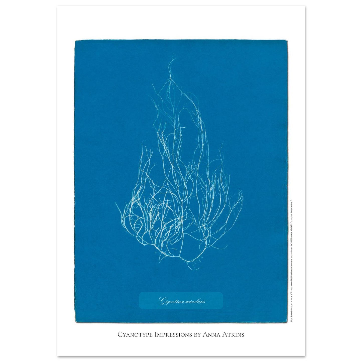 Illustration de l'algue Gigartina acicularis par Anna Atkins (29,7x42 cm (A3)). Reproduction cyanotype d'algue du genre Gigartina acicularis par Anna Atkins, illustration botanique vintage sur fond bleu.