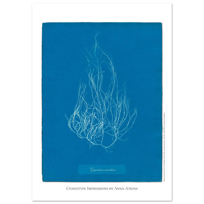Illustration de l'algue Gigartina acicularis par Anna Atkins (29,7x42 cm (A3)). Reproduction cyanotype d'algue du genre Gigartina acicularis par Anna Atkins, illustration botanique vintage sur fond bleu.