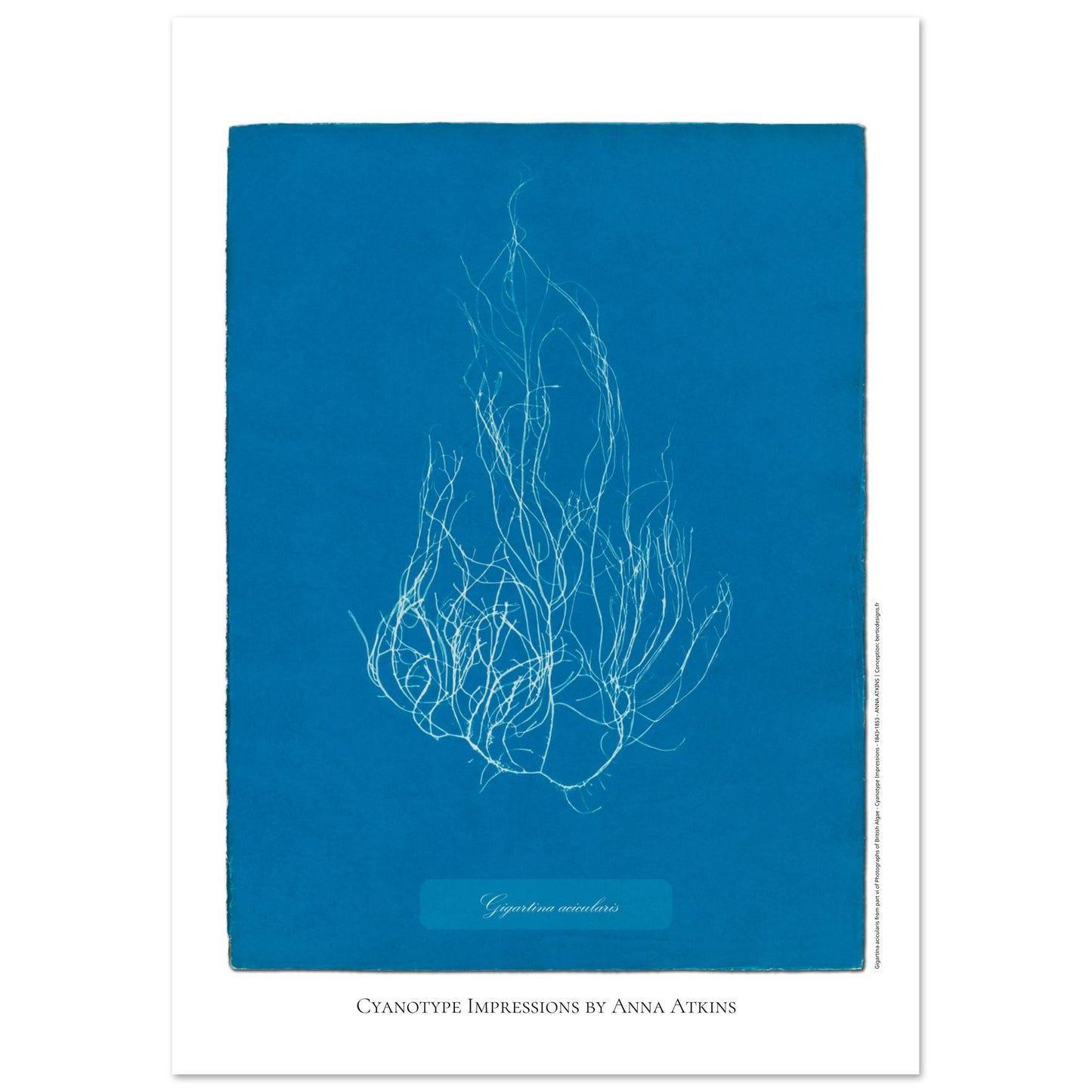 Illustration de l'algue Gigartina acicularis par Anna Atkins (42x59,4 cm (A2)). Reproduction cyanotype d'algue du genre Gigartina acicularis par Anna Atkins, illustration botanique vintage sur fond bleu.