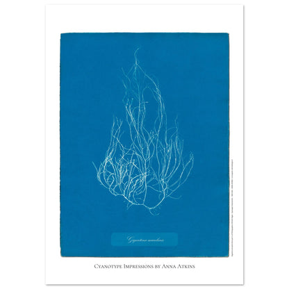 Illustration de l'algue Gigartina acicularis par Anna Atkins (42x59,4 cm (A2)). Reproduction cyanotype d'algue du genre Gigartina acicularis par Anna Atkins, illustration botanique vintage sur fond bleu.