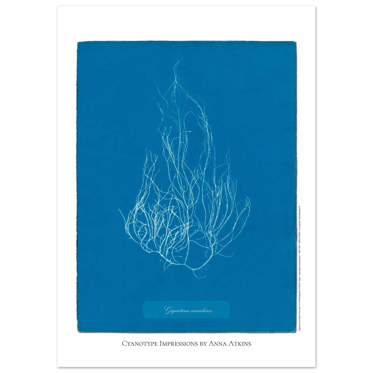 Illustration de l'algue Gigartina acicularis par Anna Atkins (50x70 cm). Reproduction cyanotype d'algue du genre Gigartina acicularis par Anna Atkins, illustration botanique vintage sur fond bleu.