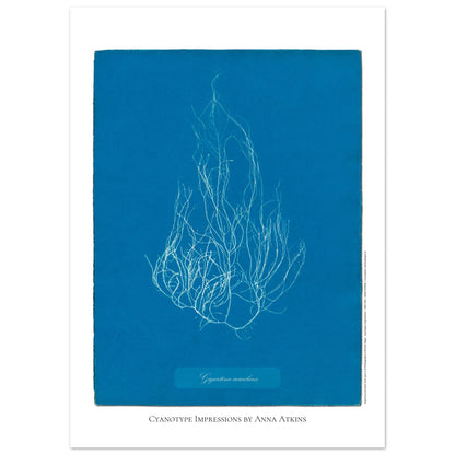 Illustration de l'algue Gigartina acicularis par Anna Atkins (50x70 cm). Reproduction cyanotype d'algue du genre Gigartina acicularis par Anna Atkins, illustration botanique vintage sur fond bleu.