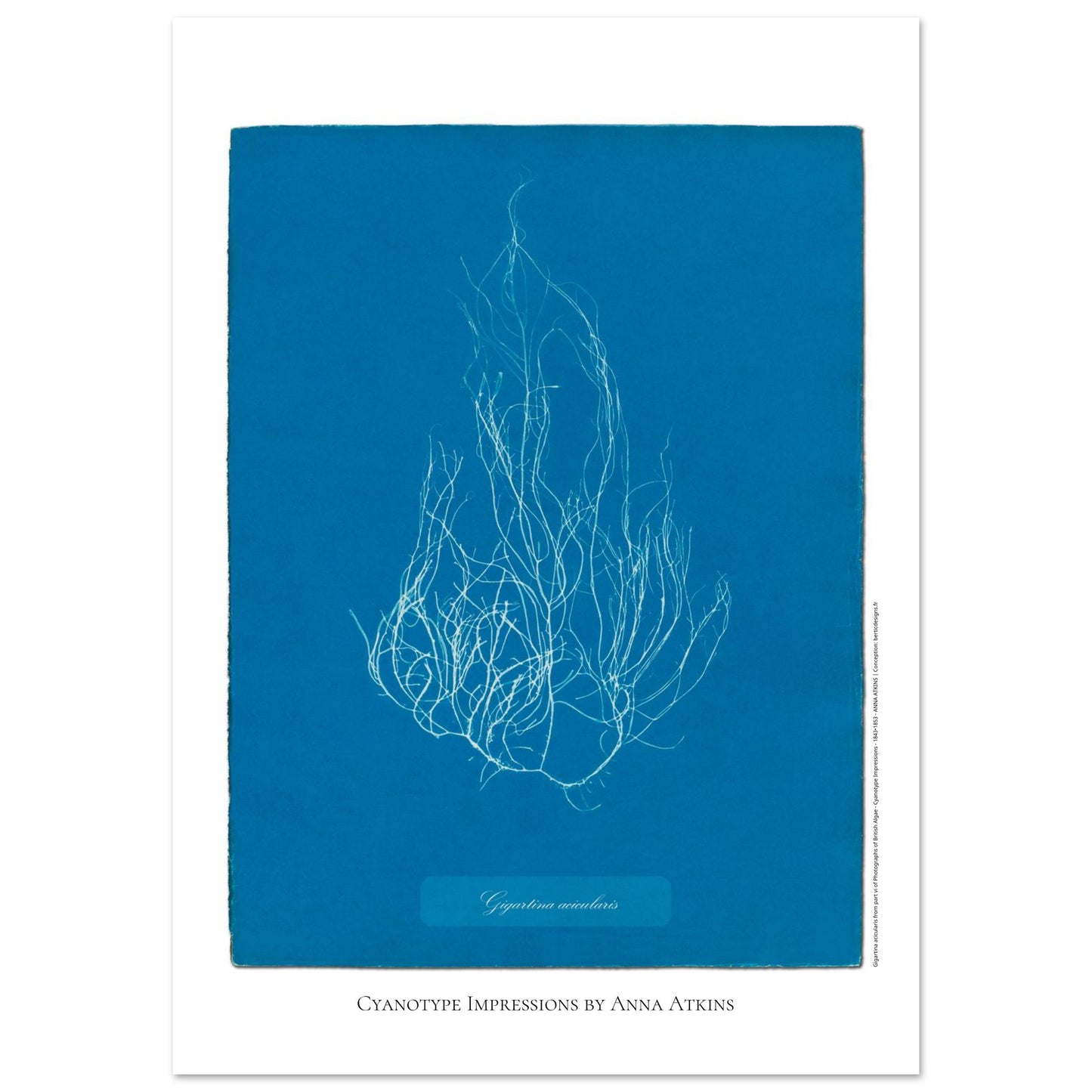 Illustration de l'algue Gigartina acicularis par Anna Atkins (59,4x84,1 cm (A1)). Reproduction cyanotype d'algue du genre Gigartina acicularis par Anna Atkins, illustration botanique vintage sur fond bleu.
