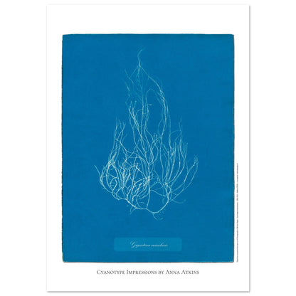 Illustration de l'algue Gigartina acicularis par Anna Atkins (59,4x84,1 cm (A1)). Reproduction cyanotype d'algue du genre Gigartina acicularis par Anna Atkins, illustration botanique vintage sur fond bleu.