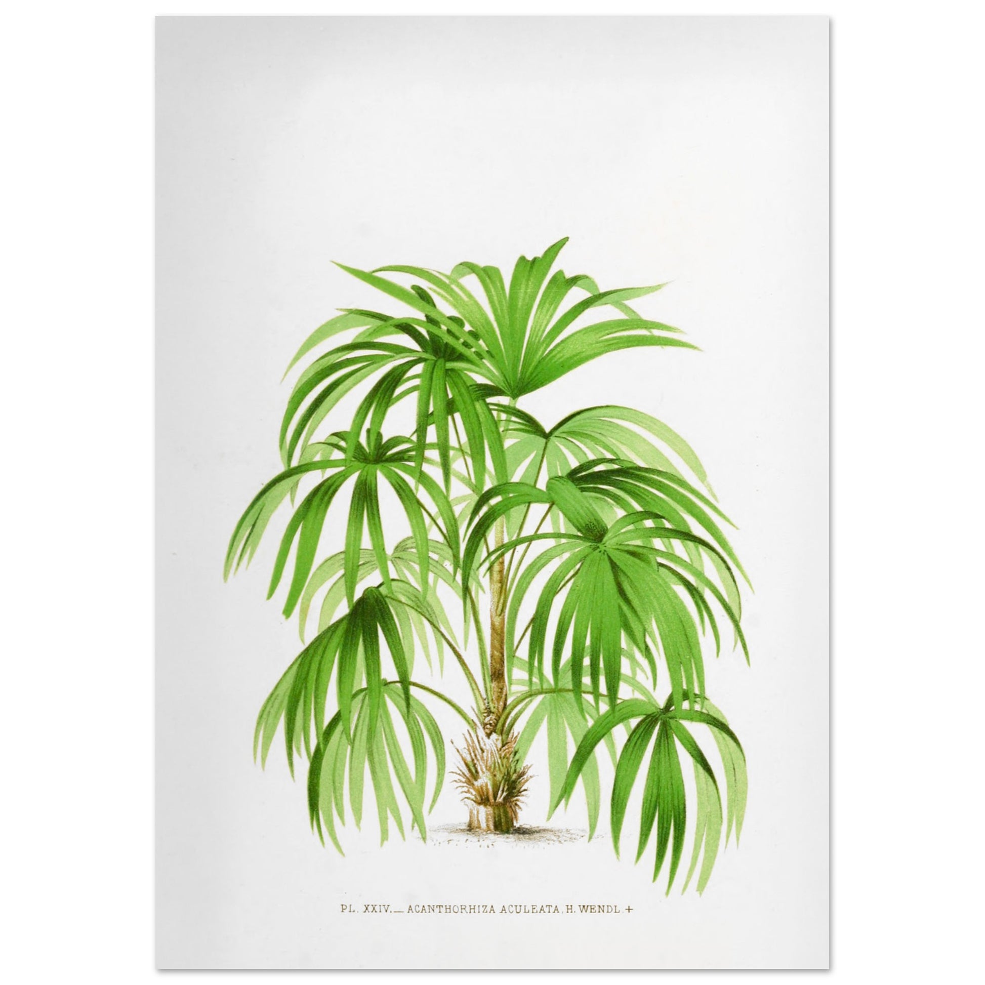 Planche botanique ancienne de l'Acanthorrhiza Aculeata (29,7x42 cm (A3)). Illustration botanique ancienne de l'acanthe Acanthrorrhiza Aculeata.