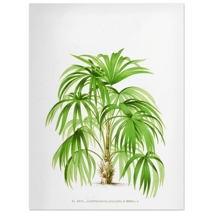 Planche botanique ancienne de l'Acanthorrhiza Aculeata (30x40 cm). Illustration botanique ancienne de l'acanthe Acanthrorrhiza Aculeata.