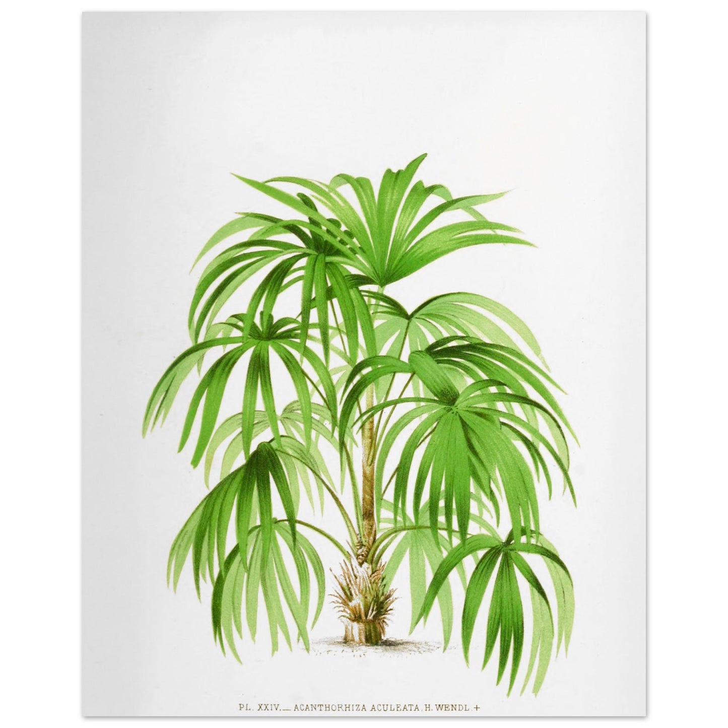 Planche botanique ancienne de l'Acanthorrhiza Aculeata (40x50 cm). Illustration botanique ancienne de l'acanthe Acanthrorrhiza Aculeata.